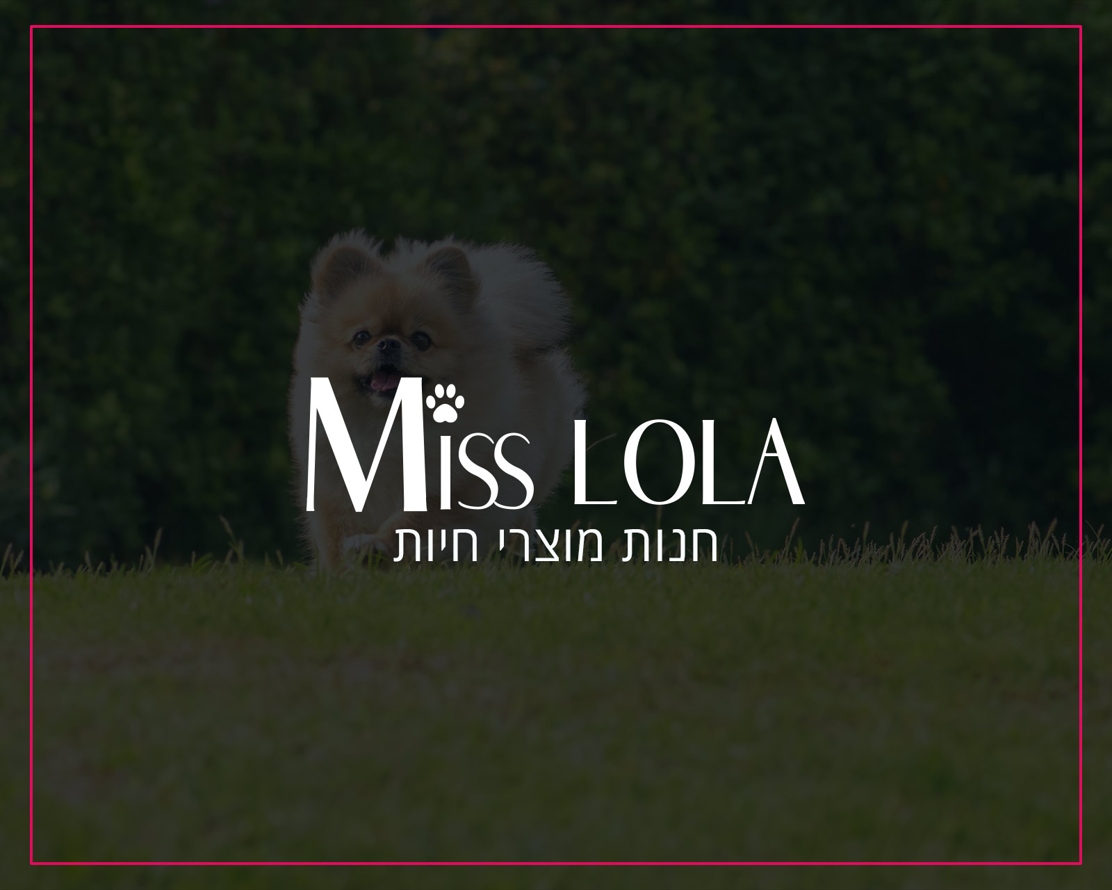 פרסום באינטרנט וקידום אורגני בגוגל לחברת מיס לולה חנות לכלבים - הקידום שלי